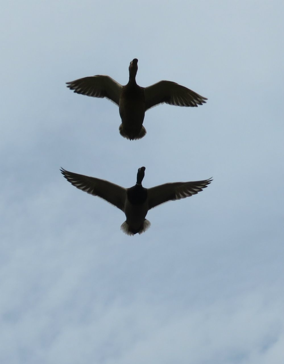 Gräsand (Åkersberga 2018-04-08)