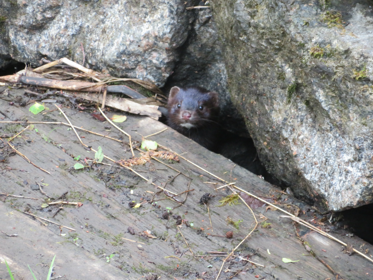 Mink (Åkersberga 2018-06-22)