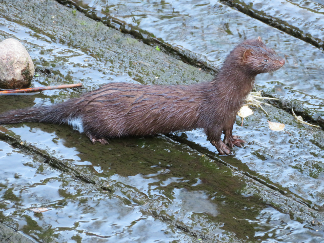 Mink (Åkersberga 2018-07-13)