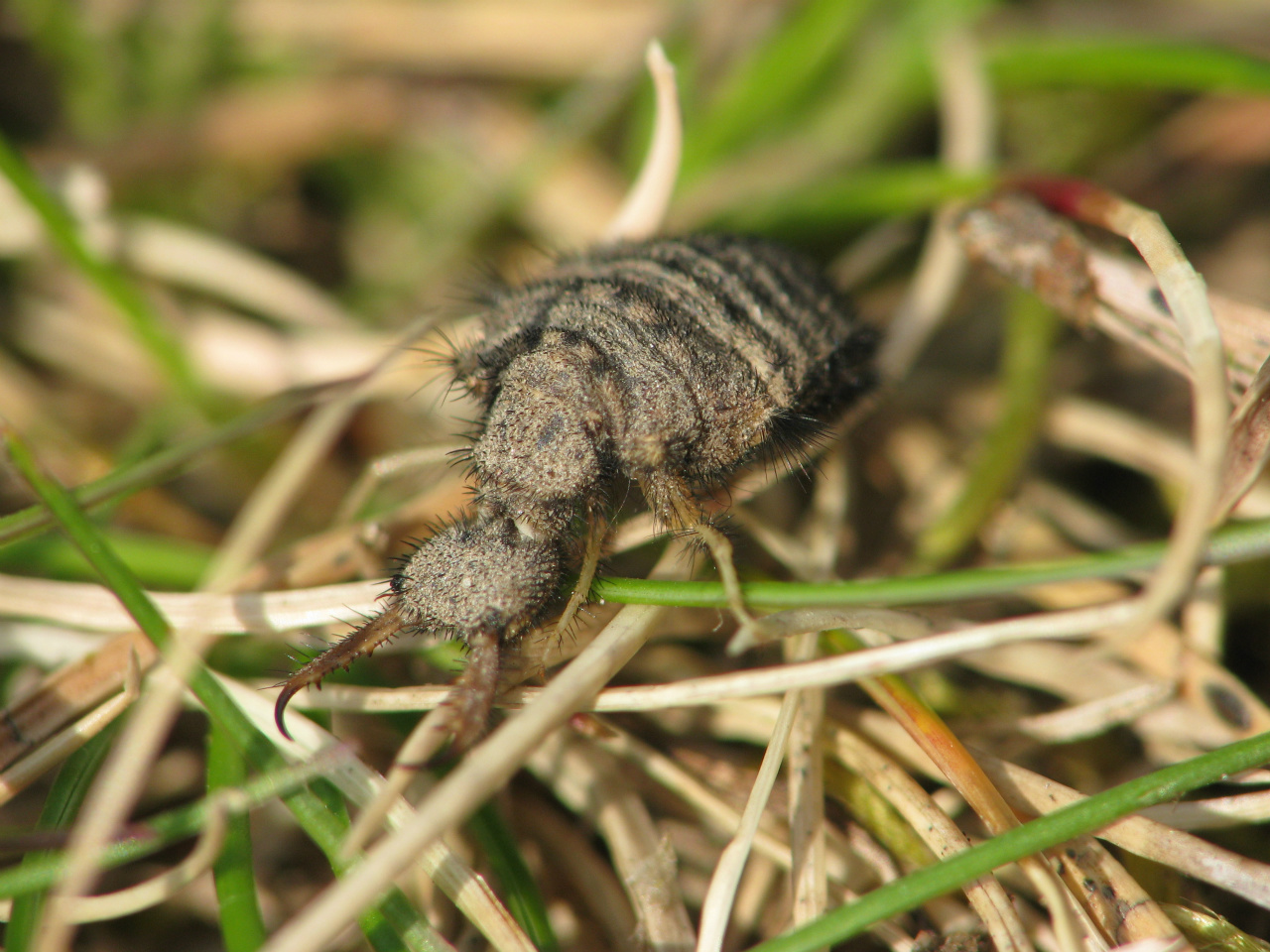 Larv myrlejonslända (Norrtälje 2008-04-26)