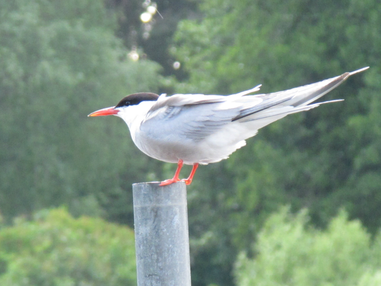Fisktärna (Åkersberga 2010-06-30)